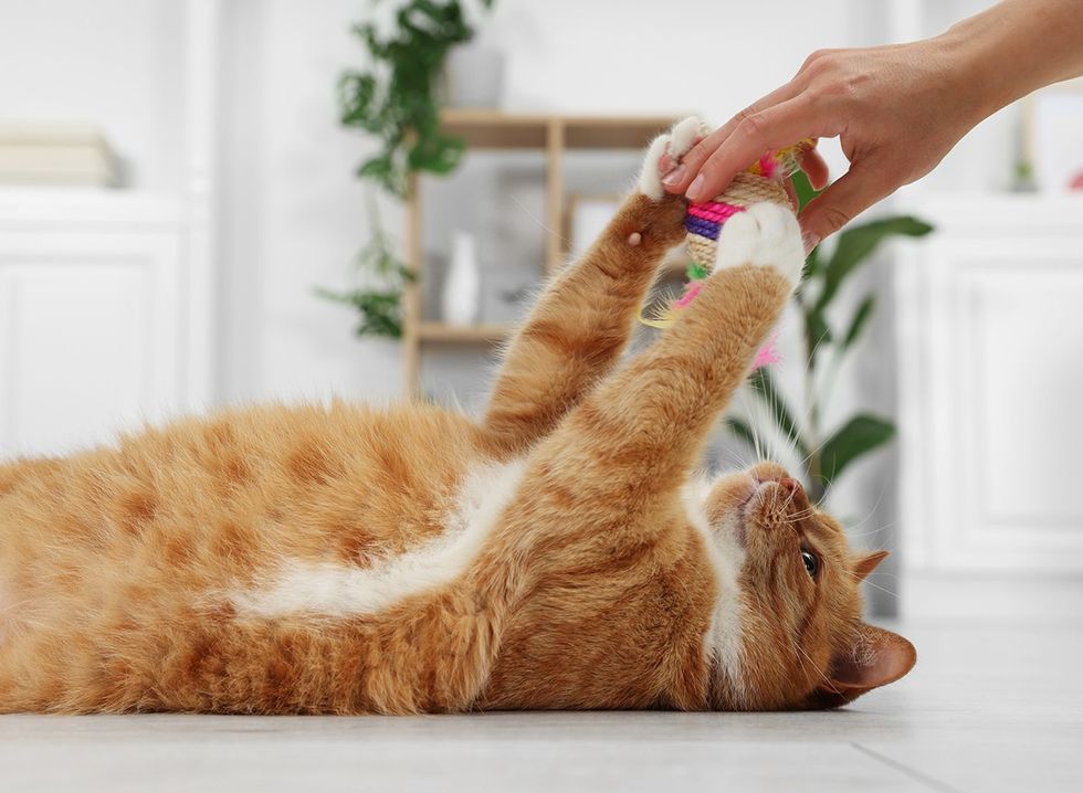 A cat playing with a toy on the floor