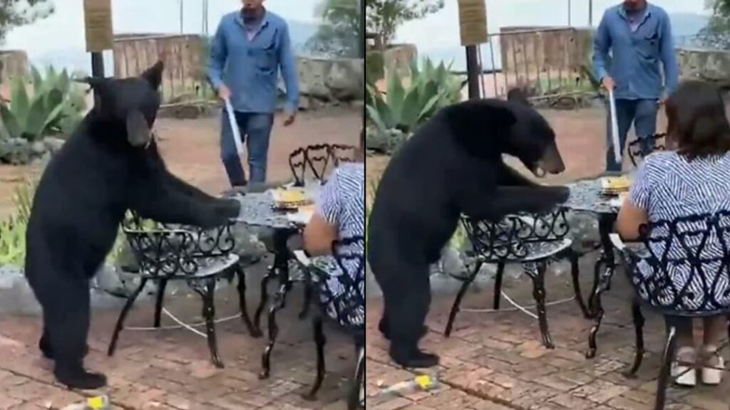 Bear goes viral swiping hotel guest in the face at dinner party gone wrong