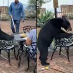 Bear goes viral swiping hotel guest in the face at dinner party gone wrong