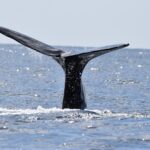 sperm whale tail breaching from the water