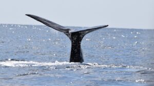 sperm whale tail breaching from the water