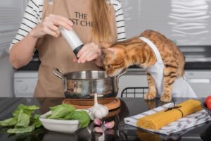 The cat and its owner in aprons cook food together in the home kitchen. - stock photo