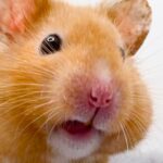 Hamster face closeup photo