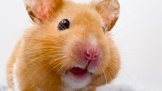 Hamster face closeup photo