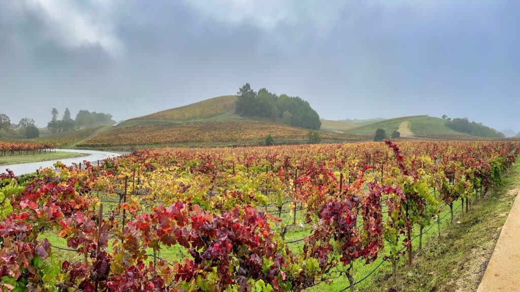 Macrostie winery in Healdsburg, California during harvesting season