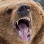 brown bear close up to the camera