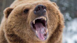 brown bear close up to the camera