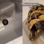 TikTok baffled by bizarre reason woman keeps her pet turtle in the fridge