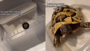 TikTok baffled by bizarre reason woman keeps her pet turtle in the fridge