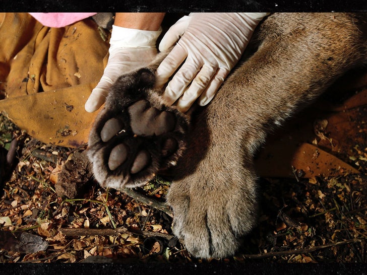 Mountain Lion in Santa Monica Mountains 2022