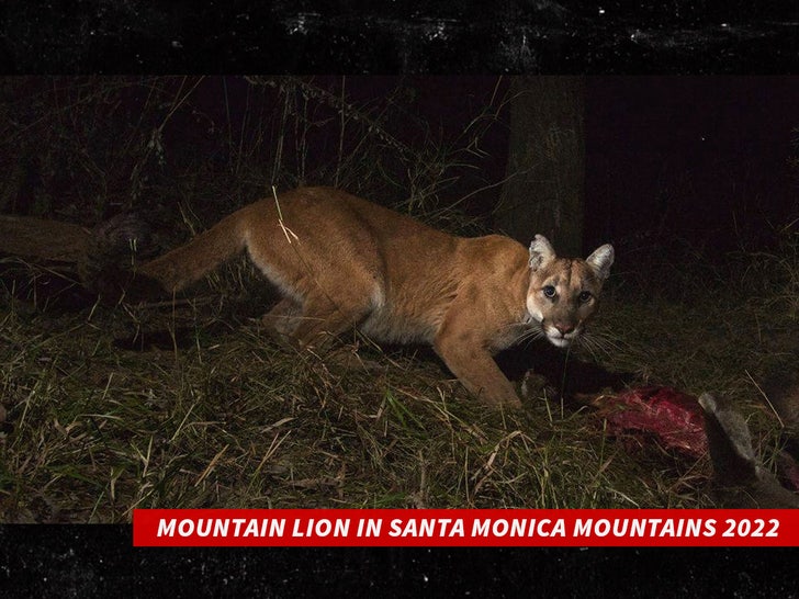 Mountain Lion in Santa Monica Mountains 2022