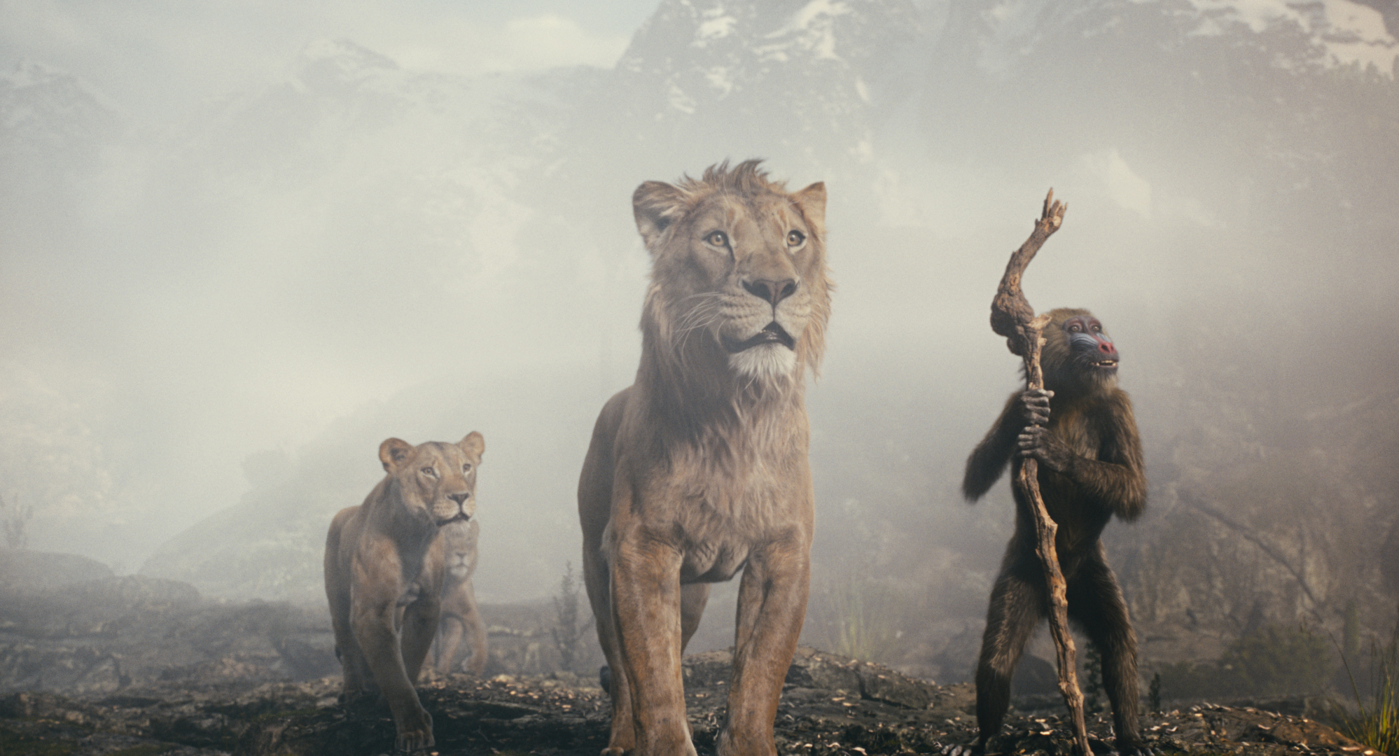 Sarabi, Taka, and Rafiki (two lions and a mandrill) look out into the mist in Disney’s Lion King prequel Mufasa