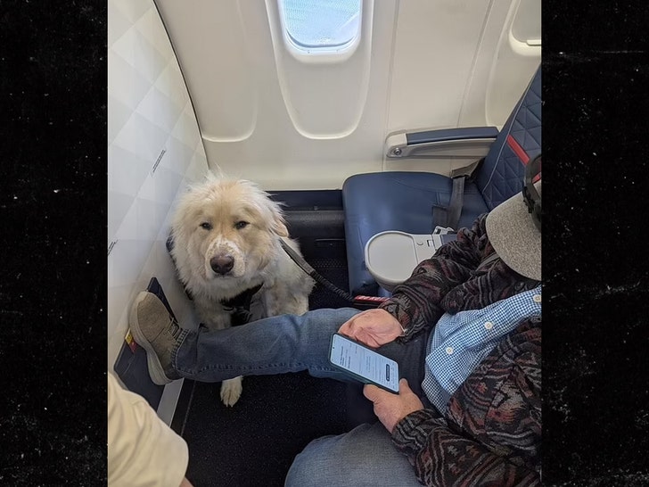 Delta Passenger Fumes After Service Dog Allegedly Replaces Him in First Class