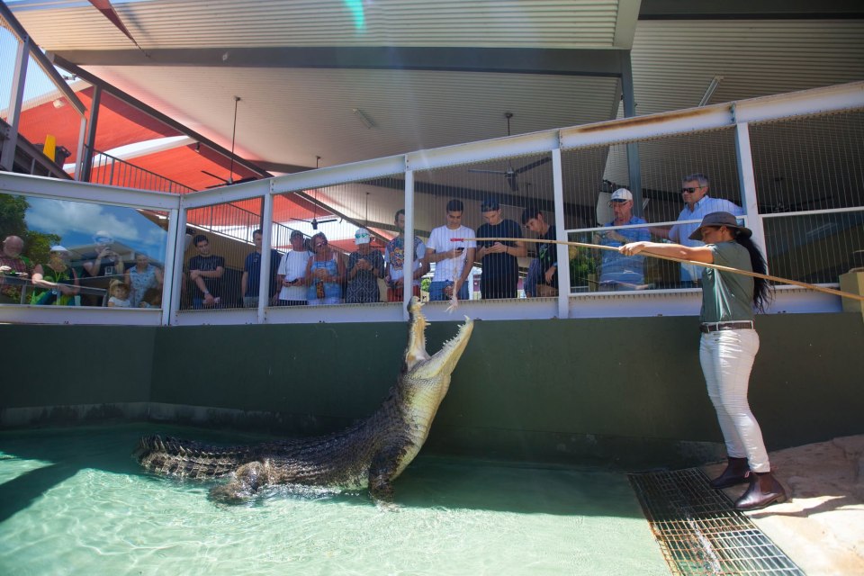 The crocodile had lived in Crocosaurus Cove since 2008