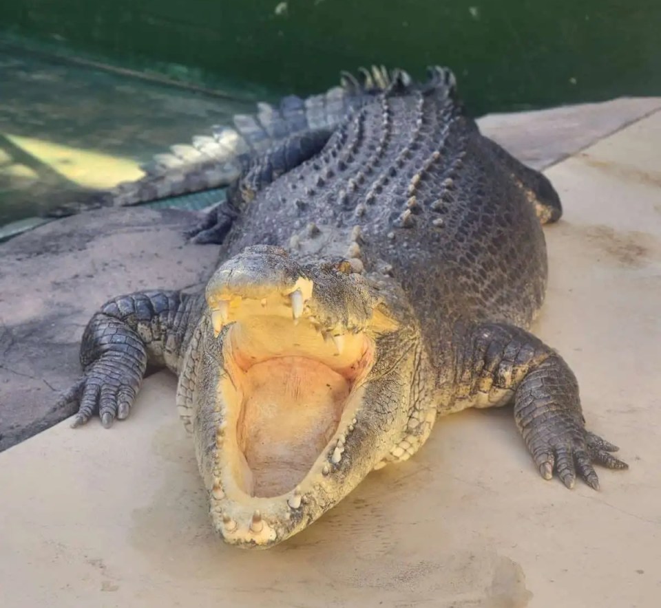 Zoo visitors who had met the croc paid tribute to the film star