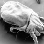 A scanning electron micrograph of a female dust mite