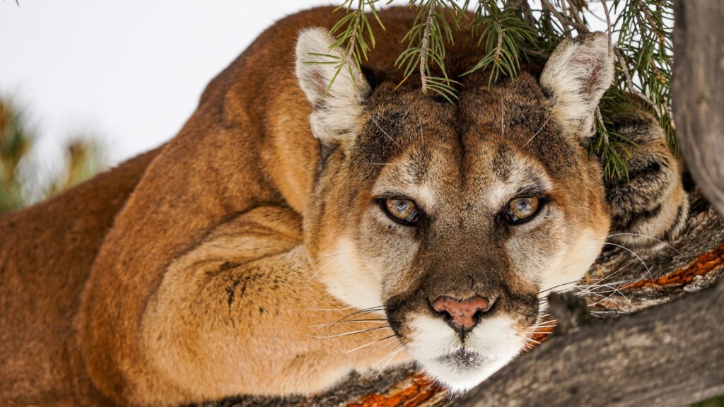 mountain lion perched in a tree