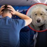 Delta Passenger Fumes After Service Dog Allegedly Replaces Him in First Class