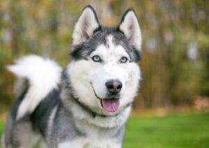 A purebred Siberian Husky dog with blue eyes outdoors