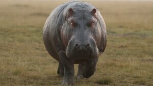 a charging hippo before attack in South Africa