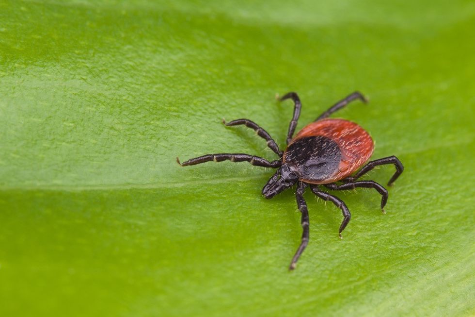 Tick on a leaf