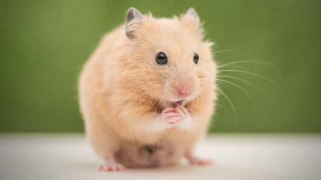 hamster