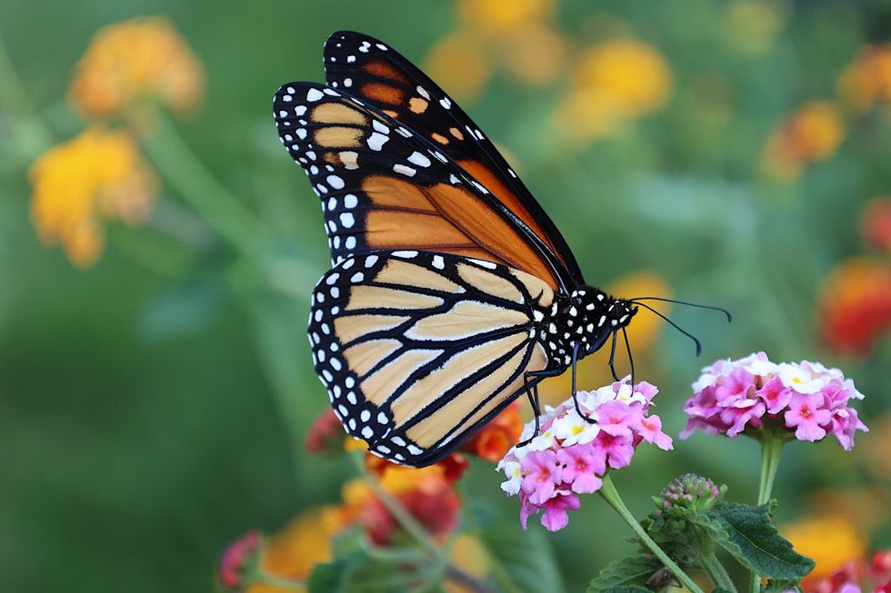 Monarch Butterflies Could Disappear for Good in the U.S. — Best Life