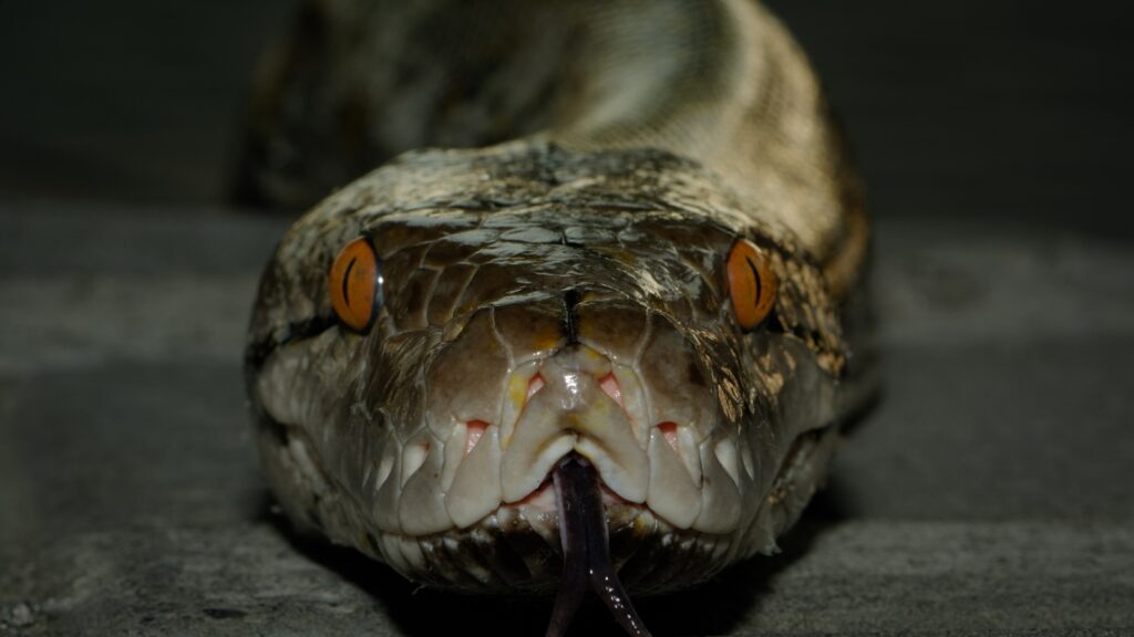 close up photo of a reticulated python