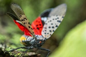 Spotted Lanternflies Are Here to Stay, Researchers Say — Best Life