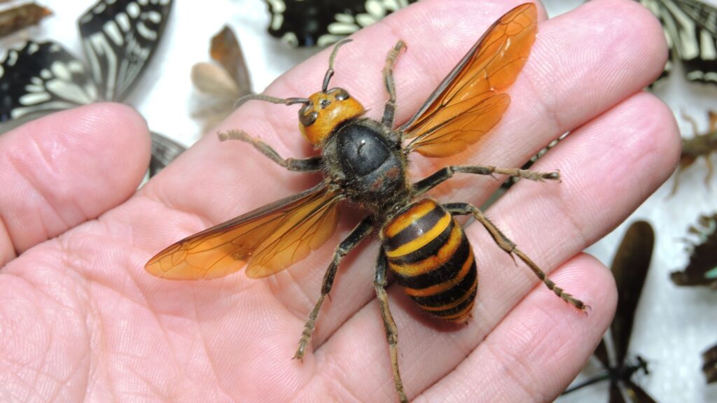 Japanese murder hornet close up