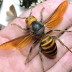 Japanese murder hornet close up