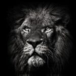 discovery+ angry lion image for streaming cost increase article (1)