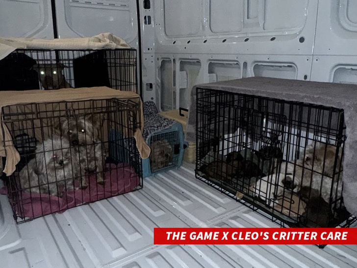 The Game x Cleo's Critter Care