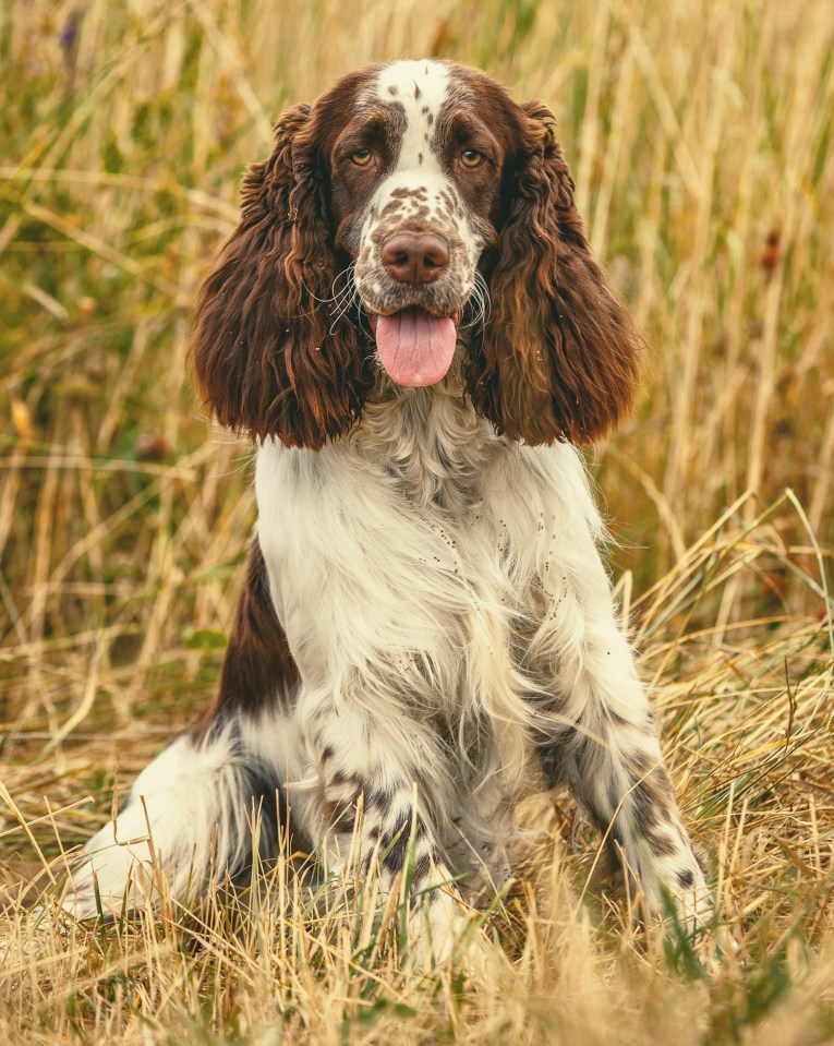 English Springer Spaniel sitting in tall grass.