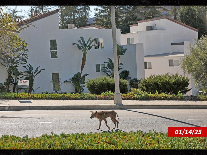 dog alone after fire palisades los angeles sub getty swipe