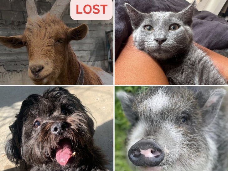 Lost Animals in Los Angeles Fires