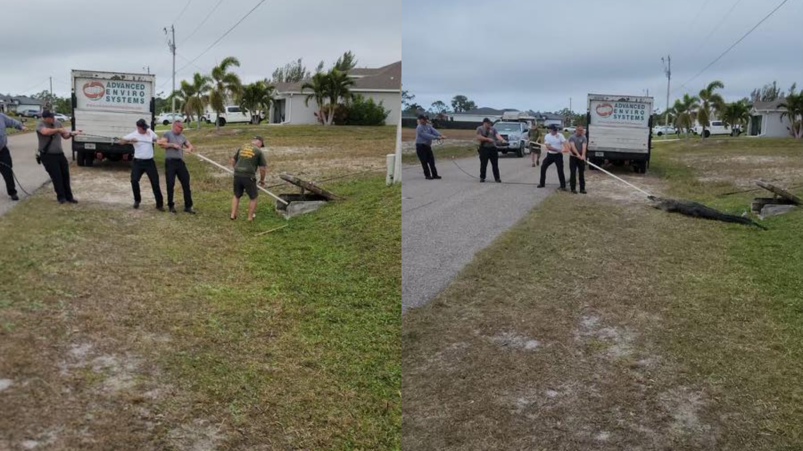 10 foot alligator rescued from storm drain in Cape Coral, Florida