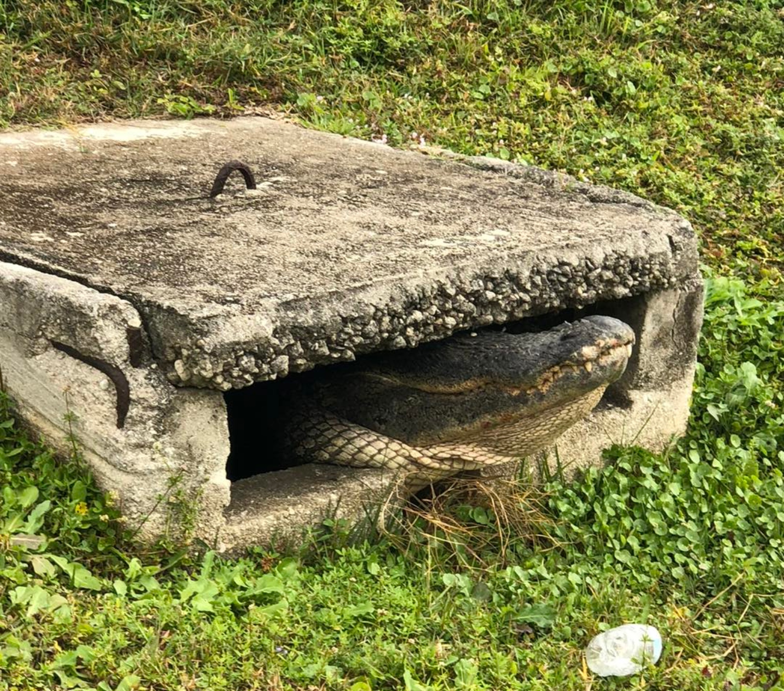 10 foot alligator rescued from storm drain in Cape Coral, Florida