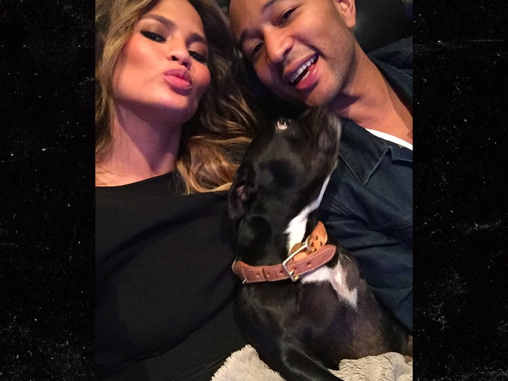 chrissy teigen mourns death of dog