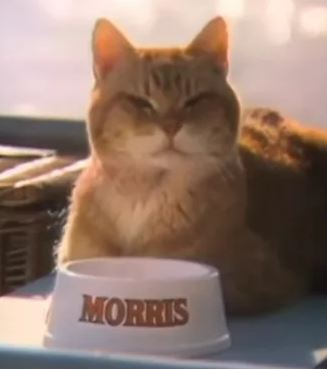 Morris cat sitting by its food bowl.