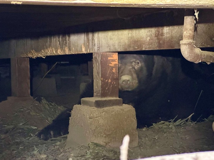 525lb Bear Found Under Evacuated House in Altadena