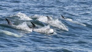 super pod of Risso's dolphins in California