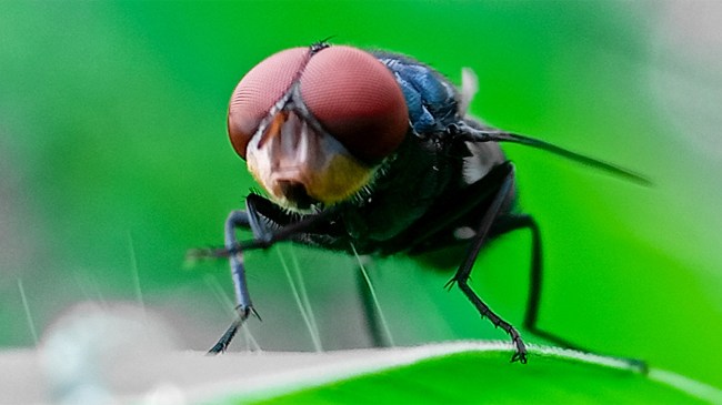 Cochliomyia hominivorax the New World screw-worm fly