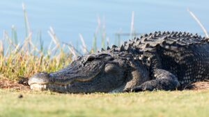 alligator on a Florida golf course