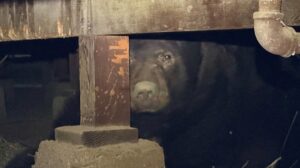 bear under house in California