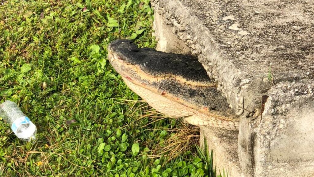 10 foot alligator rescued from storm drain in Cape Coral, Florida