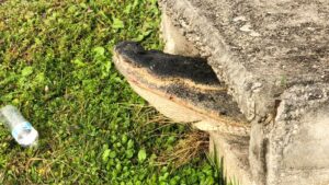 10 foot alligator rescued from storm drain in Cape Coral, Florida