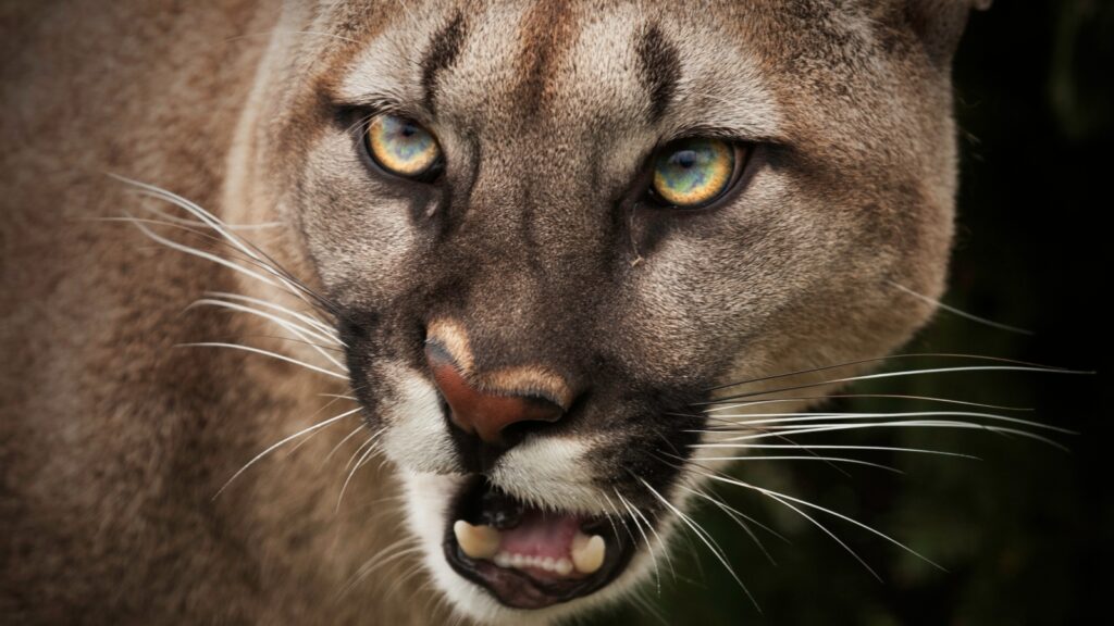 close up photograph of a mountain lion's face