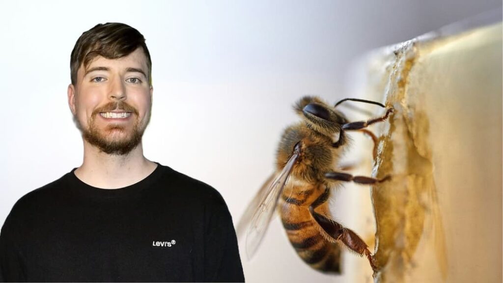 MrBeast challenged by Shaq to get stung by 500 bees for future collab