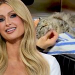 paris hilton cat